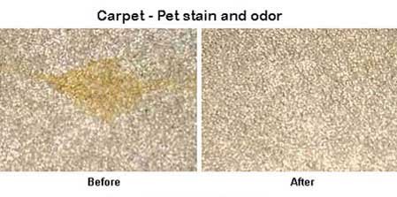 carpet pet stain cleaning Travancore