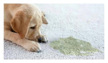 pet stain and odour removal melbourne